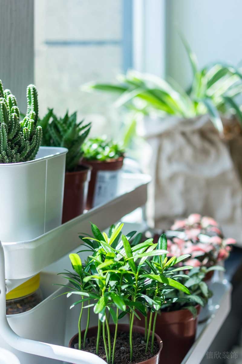 深圳羅湖區(qū)北歐風(fēng)格家庭裝修設(shè)計(jì)實(shí)景圖陽臺(tái)盆栽