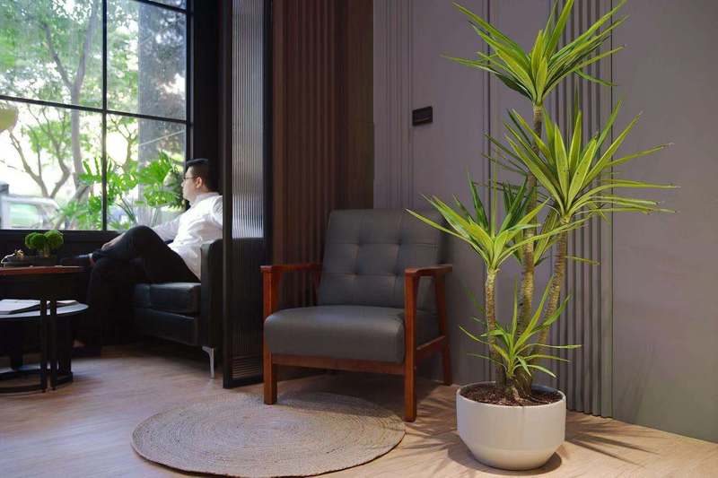 寶安華僑城瑞灣府簡(jiǎn)約風(fēng)格辦公室裝修綠植裝飾 寶安華僑城瑞灣府簡(jiǎn)約風(fēng)格辦公室裝修綠植裝飾