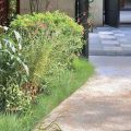 入戶花園綠植