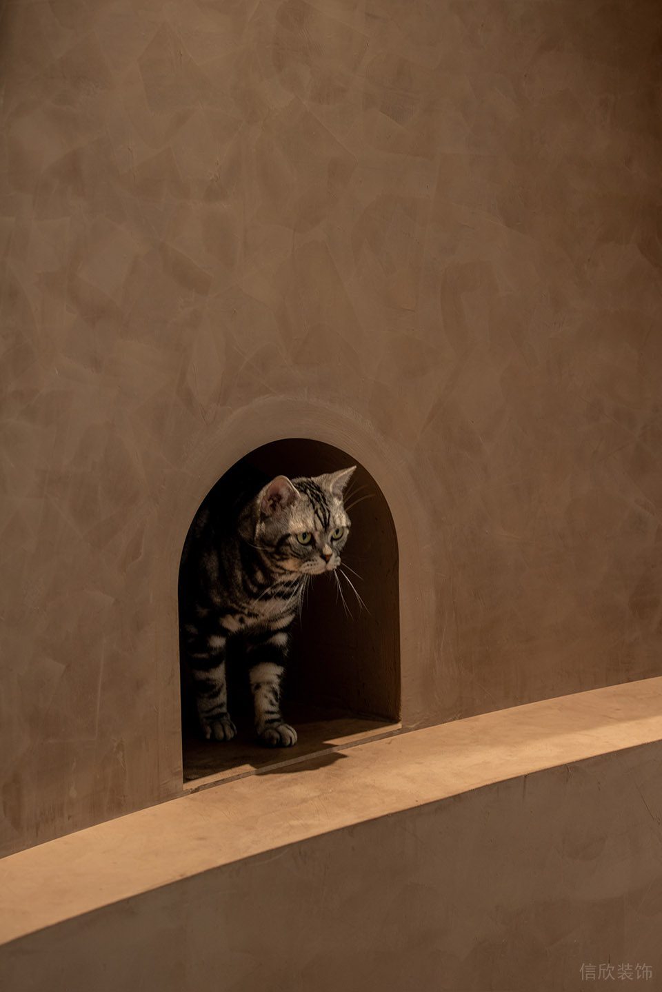 深圳市龍崗區橫崗有貓植說寵物店裝修設計 貓咪活動區 深圳市龍崗區橫崗有貓植說寵物店裝修設計 貓咪活動區